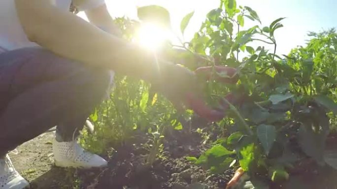 在辣椒种植园检查土壤的女农民的手
