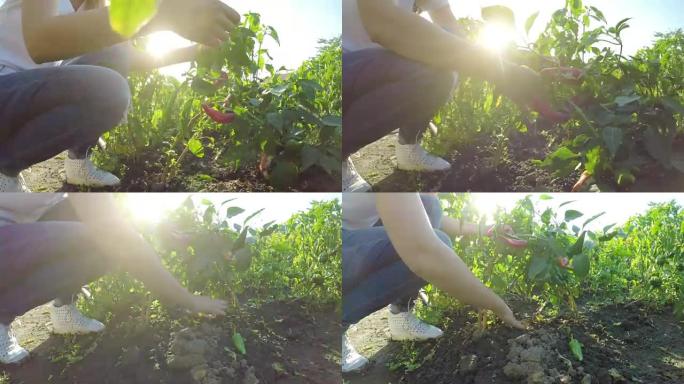 在辣椒种植园检查土壤的女农民的手