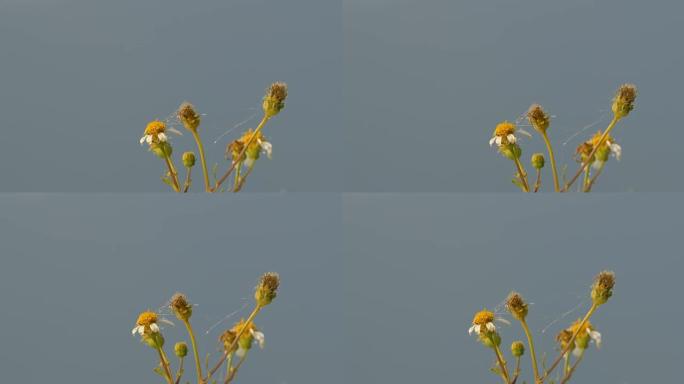 4k视频风中的花朵