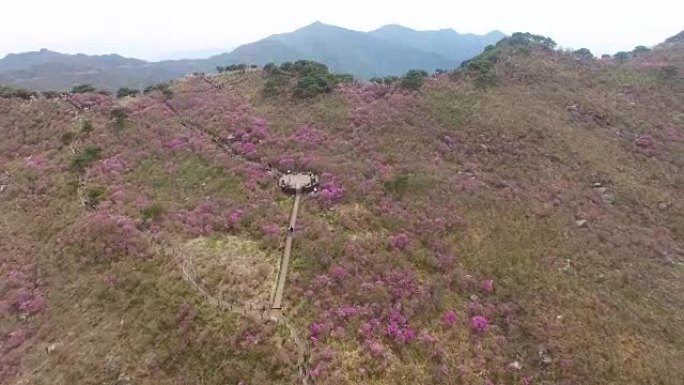 金达拉杜鹃花盛开在韩国大邱比素山，亚洲4月时-26-2018金达拉杜鹃花盛开在韩国大邱比素山，亚洲