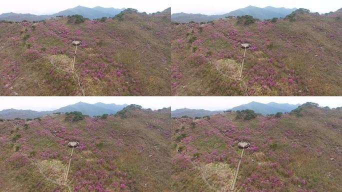 金达拉杜鹃花盛开在韩国大邱比素山，亚洲4月时-26-2018金达拉杜鹃花盛开在韩国大邱比素山，亚洲