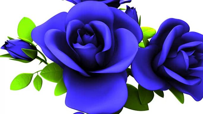 白色背景上的蓝色玫瑰花束