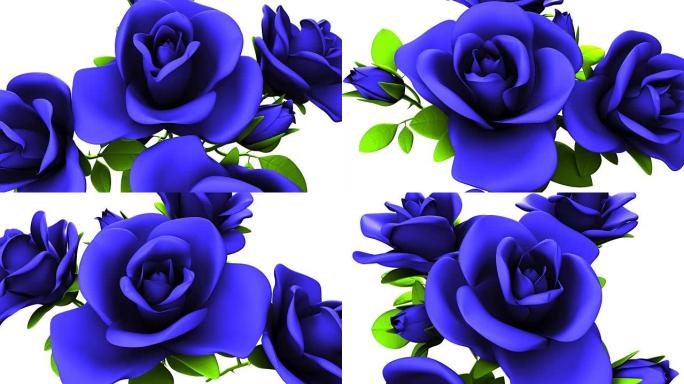 白色背景上的蓝色玫瑰花束