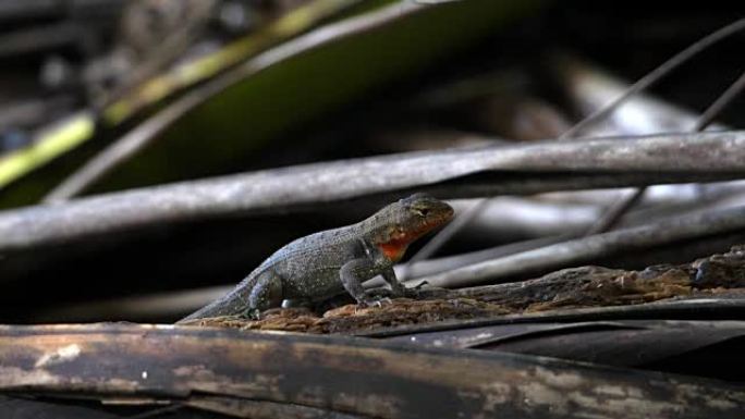 加勒比地区的美国热带灰蜥蜴慢动作