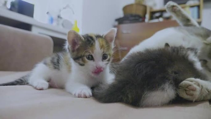 白色的两只小猫在睡觉时互相咬着尾巴。两只小猫播放了慢动作视频。小猫是生活方式的概念