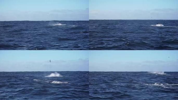 座头鲸的尾巴拍打水几次