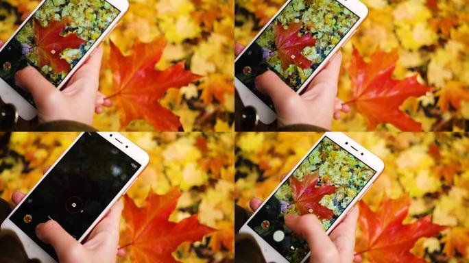 女孩用智能手机拍摄秋天枫叶的照片