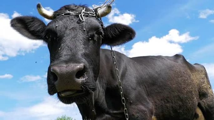 黑牛在草地上吃草，闻到天空背景上的相机。慢动作