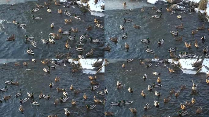 冬季河流中的野鸭。为食物而战。慢动作