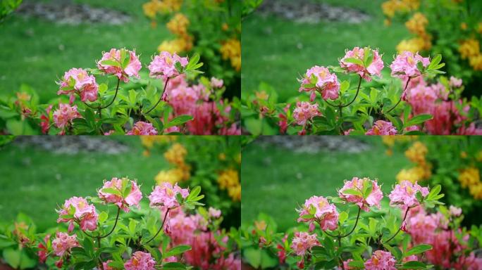 慢慢地，粉红色花朵的灌木在风中摇摆