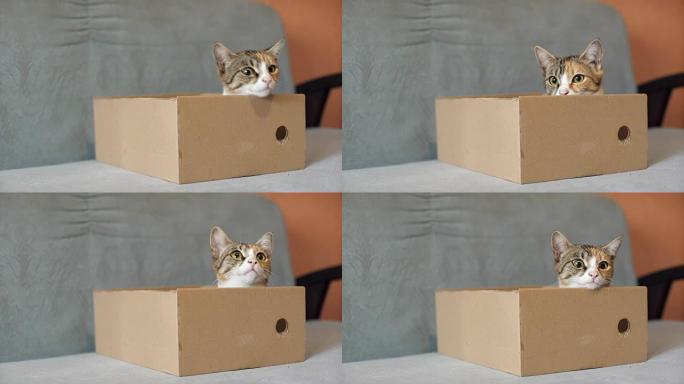 盒子里顽皮的三色猫