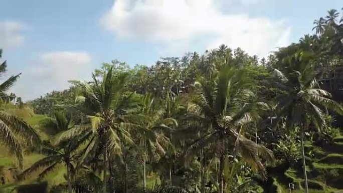 印度尼西亚巴厘岛的绿色大米露台