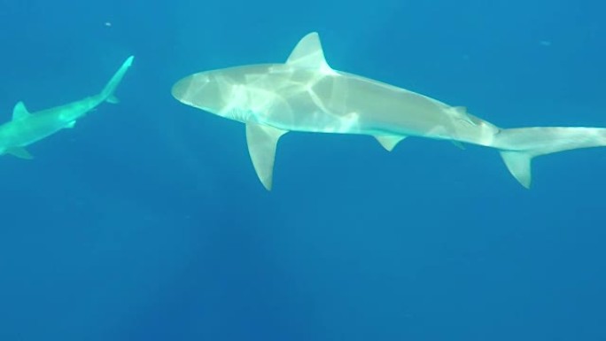 在夏威夷与鲨鱼一起游泳