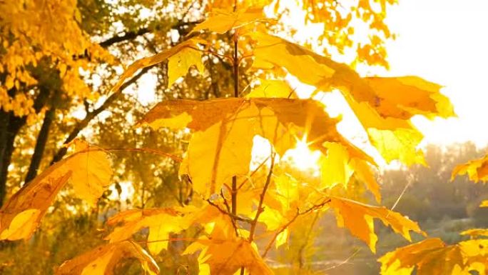 树上美丽的黄色叶子。金秋。透过树叶的阳光