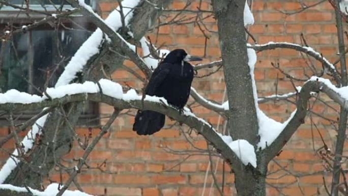 雪时，Rook坐在树枝上，很愤慨 (Corvus frugilegus)