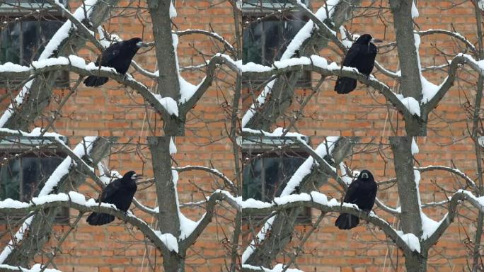 雪时，Rook坐在树枝上，很愤慨 (Corvus frugilegus)