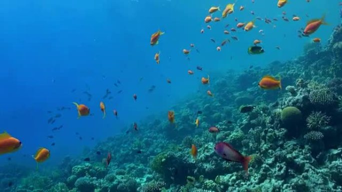 珊瑚礁的水下景观。红海。