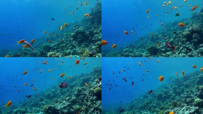 珊瑚礁的水下景观。红海。