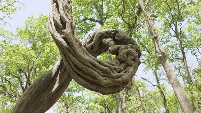 尼泊尔奇旺国家公园雨论坛上令人难以置信的扭曲树。