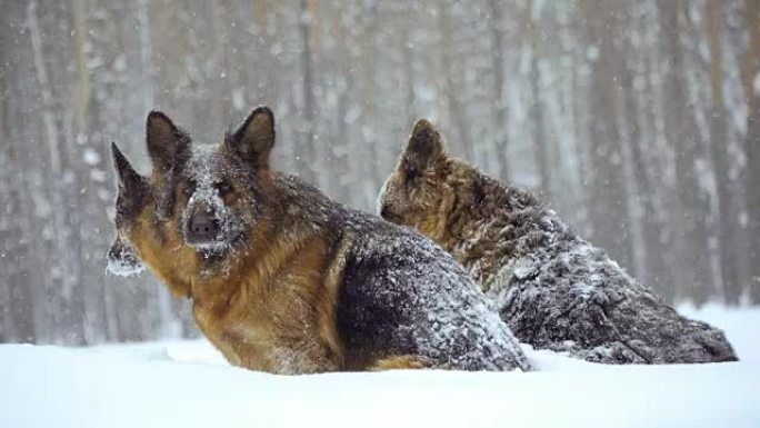 牧羊犬。牧羊犬在雪地里奔跑