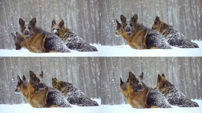 牧羊犬。牧羊犬在雪地里奔跑