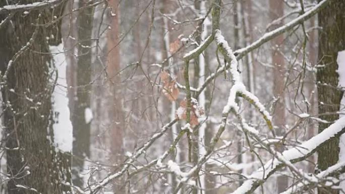 在无叶树木的白色背景下落在森林中的雪