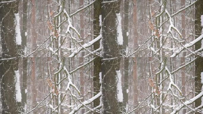 在无叶树木的白色背景下落在森林中的雪