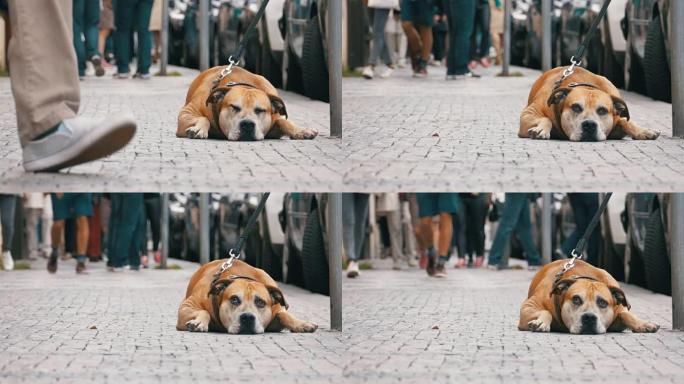 忠实的可怜的狗躺在人行道上，等待主人。人群的腿冷漠的人经过
