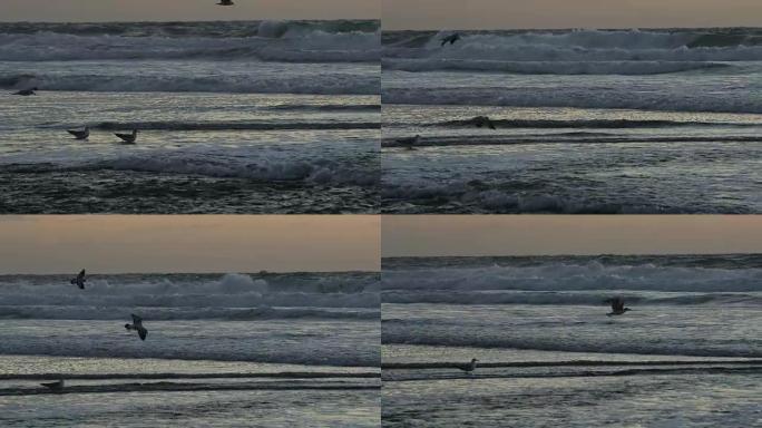 海鸟逆风飞翔，日落背地，100% 慢动作，在圣地亚哥海滩