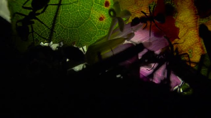 人工照明的叶子上的蚁群