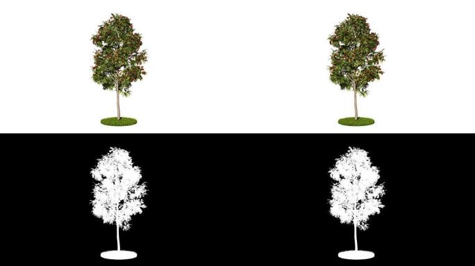 循环现实绿树的3d渲染