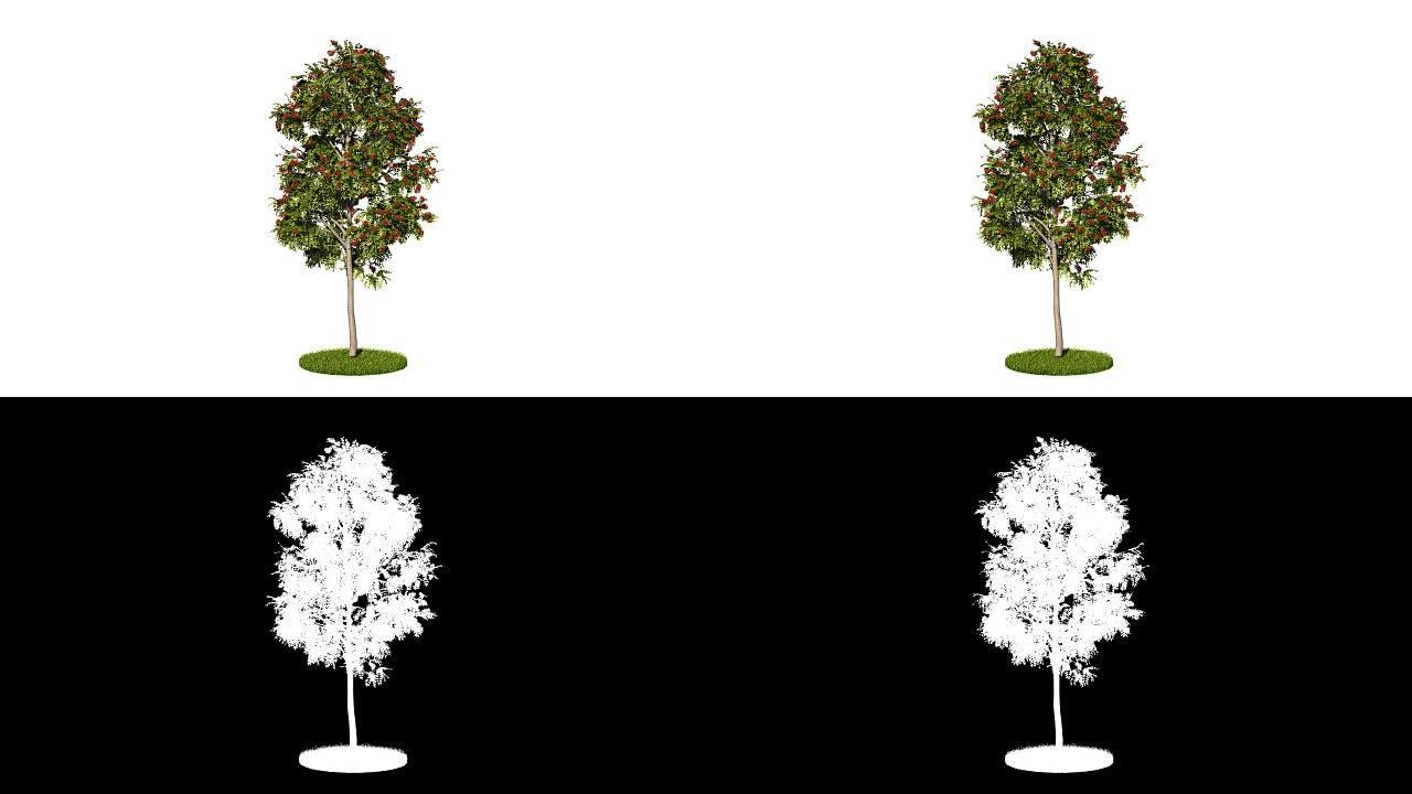循环现实绿树的3d渲染