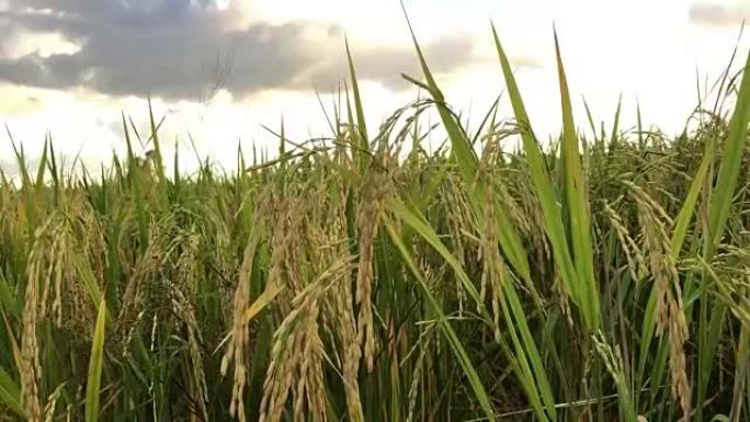 水稻丰收，水稻种植。