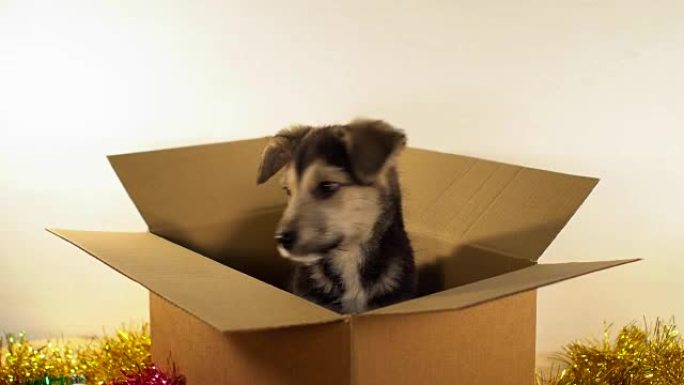 微型小狗坐在装有圣诞节和新年装饰品的邮资盒中