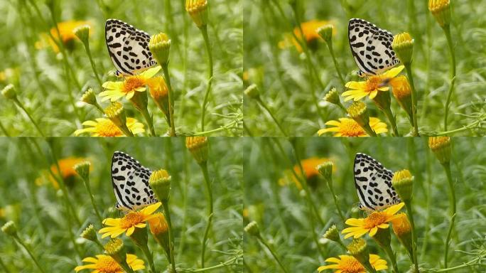 蝴蝶停在一朵黄花上。