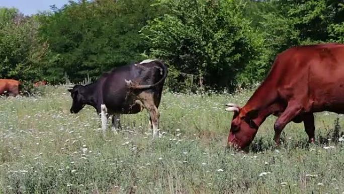在绿色的夏季草地上放牧的黑白奶牛