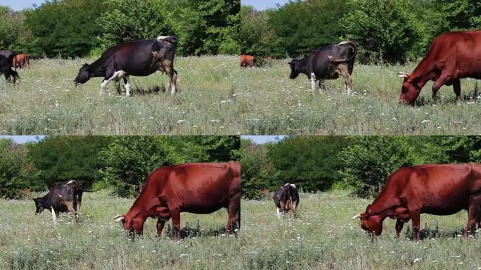 在绿色的夏季草地上放牧的黑白奶牛