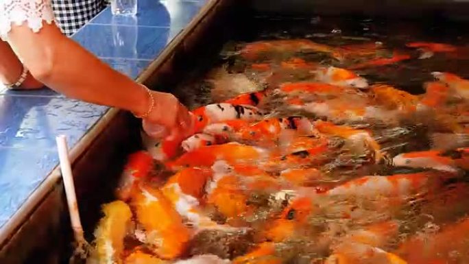 用奶嘴喂五颜六色的日本红鲤鱼。泰国