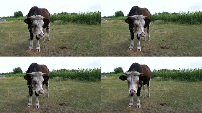 美丽的灰色和白色公牛在草地上放牧
