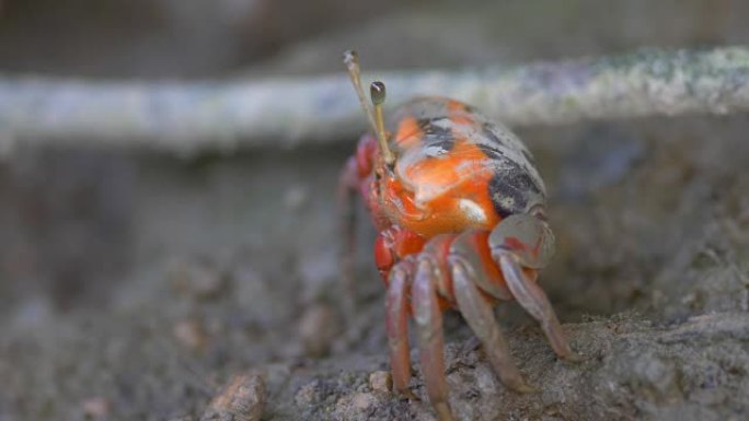 红树林上的红蟹