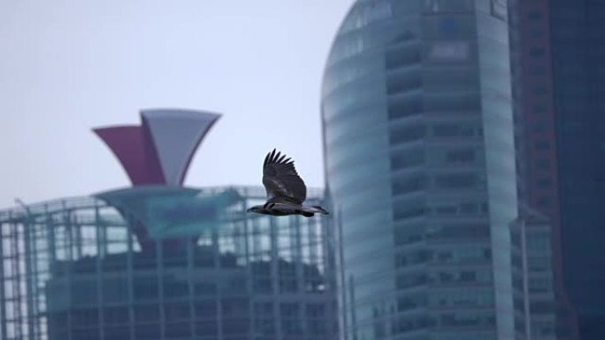 摩天大楼背景上的掠食性鸟。慢动作