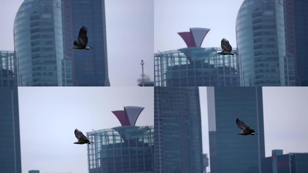摩天大楼背景上的掠食性鸟。慢动作