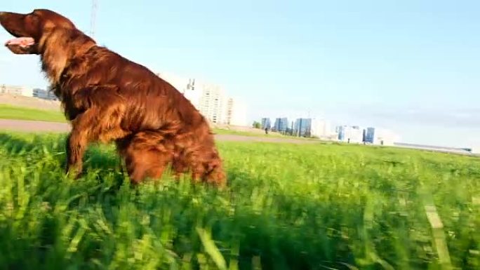 狗沿着草地拖着后腿，日落时会发痒。笨拙有趣的宠物在大自然中行走，慢动作