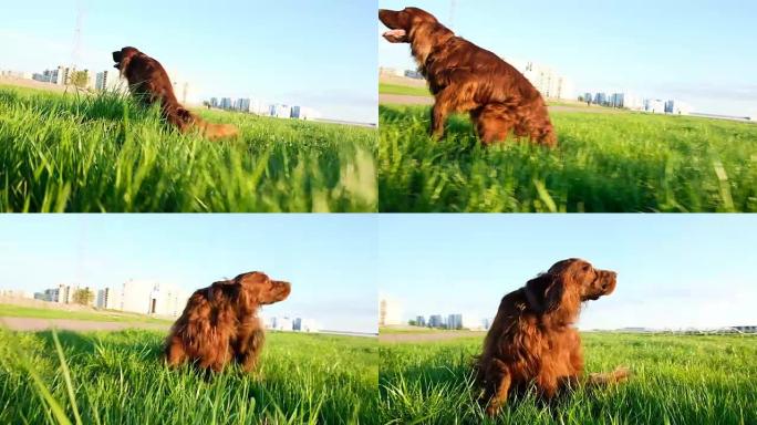 狗沿着草地拖着后腿，日落时会发痒。笨拙有趣的宠物在大自然中行走，慢动作
