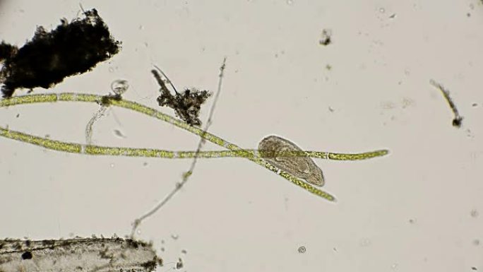 显微镜下纤毛扁虫