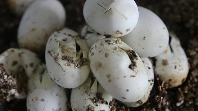 玉米蛇开始从卵中孵化出来