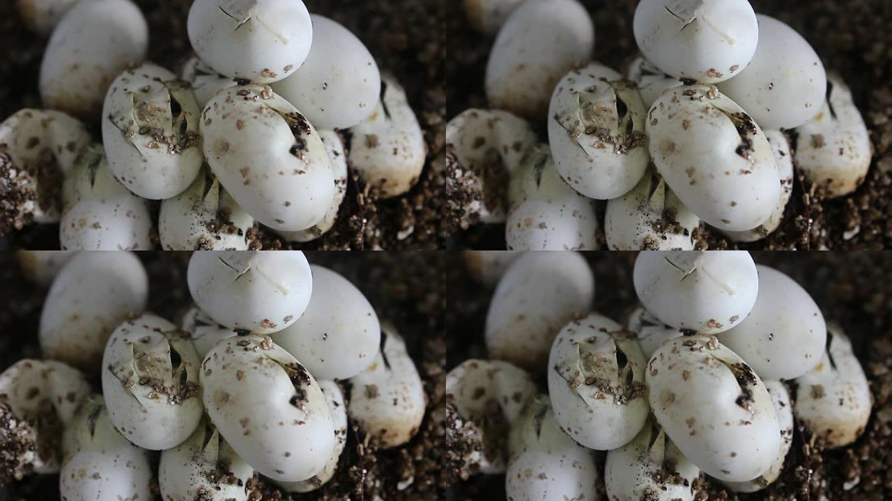玉米蛇开始从卵中孵化出来