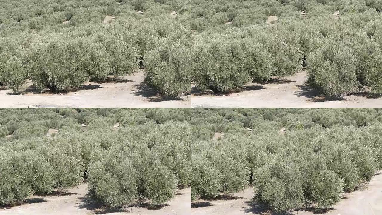 西班牙的橄榄种植园。许多橄榄树生长在阳光下。日落中的橄榄树