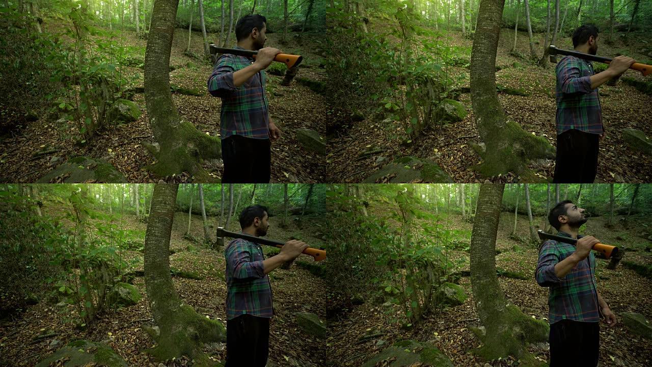 森林中的砍伐树-4k分辨率