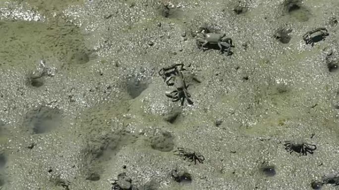 以泥滩为食的小螃蟹